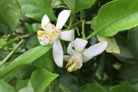 【先行予約】【数量限定】田縁農園の甘平(かんぺい)3kg ※離島への配送不可 (2026年1月25日より順次発送) IKTA016