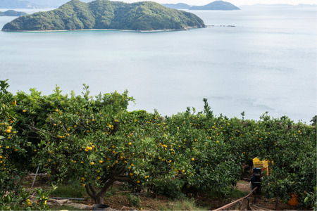 【先行予約】【数量限定】田縁農園の甘平(かんぺい)3kg ※離島への配送不可 (2026年1月25日より順次発送) IKTA016