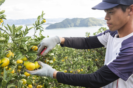 【先行予約】【数量限定】田縁農園の不知火(しらぬい)2kg ※離島への配送不可 (2026年2月10日より順次発送) IKTA017