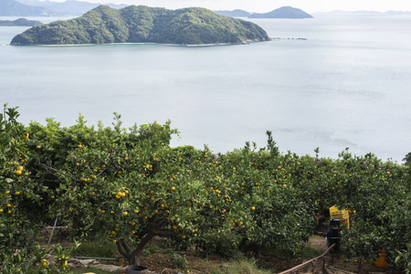 【先行予約】【数量限定】田縁農園の不知火(しらぬい)2kg ※離島への配送不可 (2026年2月10日より順次発送) IKTA017