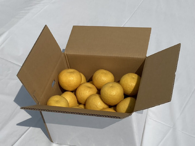 【先行予約】【数量限定】田縁農園の河内晩柑約7kg ※離島への配送不可 （2026年4月10日より順次発送） IKTA020