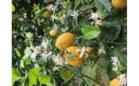 【先行予約】【数量限定】田縁農園の瓢柑（生果）7kg （2026年4月1日より順次発送） IKTA023