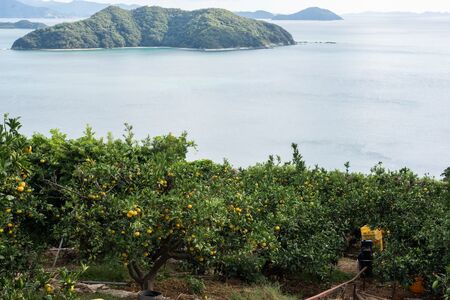 【先行予約】【数量限定】田縁農園のせとか2kg ※離島への配送不可 (2026年3月5日より順次発送) IKTA027