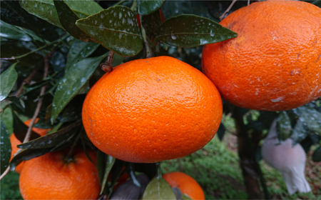 【先行予約】【家庭用】甘平 5kg ※離島への配送不可 （2026年1月25日より順次発送） IKTA031