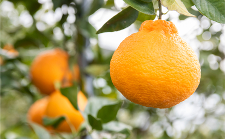 【先行予約】【家庭用】不知火 10kg ※離島への配送不可 （2026年2月10日より順次発送） IKTA036