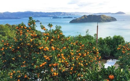【先行予約】【家庭用】せとか 10kg ※離島への配送不可 （2026年3月5日より順次発送） IKTA038
