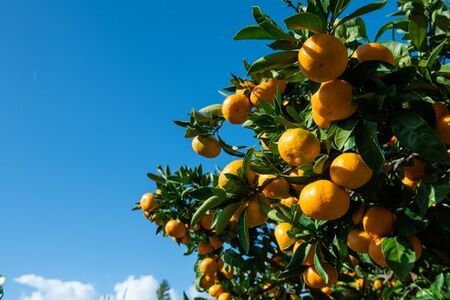 【先行予約】温州みかん(生果)5kg(2025年11月上旬より順次発送) IKTF013