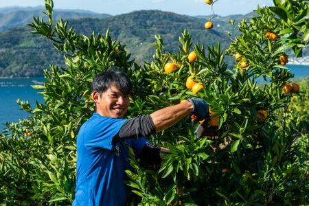 【先行予約】紅華（生果）約5kg （2025年12月上旬より順次発送） IKTF015