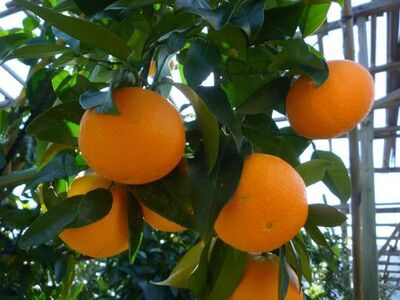 【先行予約】紅華（生果）約5kg （2025年12月上旬より順次発送） IKTF015