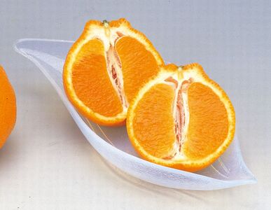 【先行予約】産地直送！愛媛県産しらぬい（不知火） 5kg（2026年2月中旬より順次発送） IKTF017