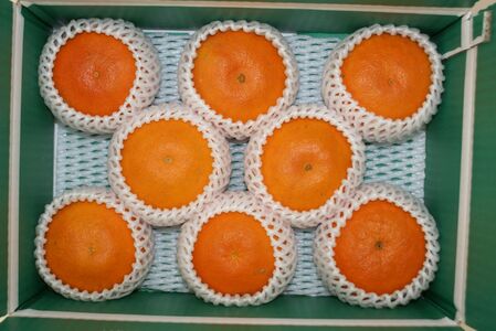 【先行予約】産地直送!愛媛県産甘平 3kg(訳あり)(2026年1月下旬より発送予定) IKTF020