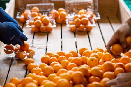 【先行予約】産地直送！愛媛県産温州みかん 7kg（2025年11月上旬より順次発送） IKTF023