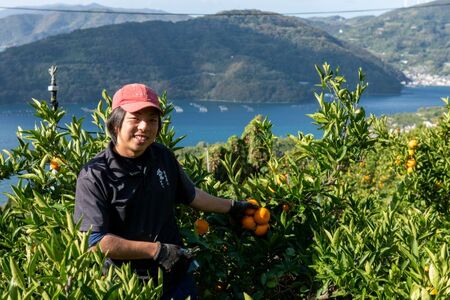 【先行予約】【訳あり】温州みかん 10kg ※離島への配送不可（2025年11月上旬より順次発送） IKTF028