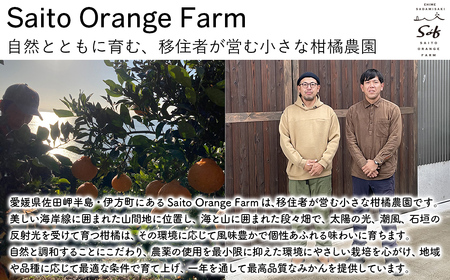 Saito Orange Farmの清見オレンジ3kg ※着日指定不可（2026年3月中旬頃より順次発送） IKTAQ006