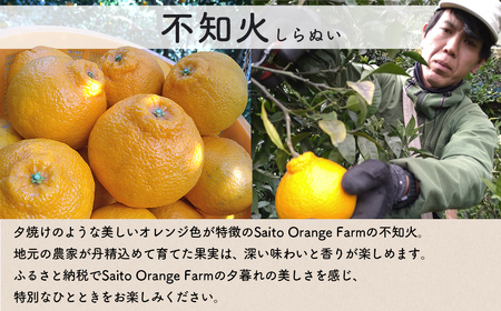 【先行予約】【お試し！】Saito Orange Farmの不知火2kg （2026年2月下旬頃より順次発送） IKTAQ013