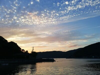 【栽培期間中農薬不使用】【先行受付】【数量限定】農園直送!愛媛県産サンフルーツ 10kg (2026年4月上旬頃より順次発送) IKTG012