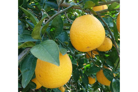 【先行受付】【数量限定】【家庭用】河内晩柑（生果）8kg（2026年5月中旬頃より順次発送） 【ふるさと納税 人気 おすすめ ランキング 柑橘 みかん ミカン 河内晩柑 蜜柑 果物 生果 フルーツ 家庭用 Y.ONE農園 愛媛県産 愛媛県 伊方町 送料無料】 IKTQ008