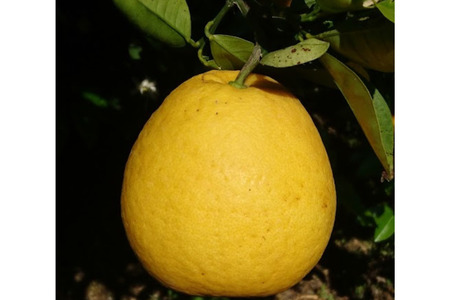 【先行受付】【数量限定】【家庭用】河内晩柑（生果）8kg（2026年5月中旬頃より順次発送） 【ふるさと納税 人気 おすすめ ランキング 柑橘 みかん ミカン 河内晩柑 蜜柑 果物 生果 フルーツ 家庭用 Y.ONE農園 愛媛県産 愛媛県 伊方町 送料無料】 IKTQ008