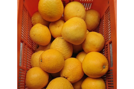 【先行受付】【数量限定】【家庭用】河内晩柑（生果）8kg（2026年5月中旬頃より順次発送） 【ふるさと納税 人気 おすすめ ランキング 柑橘 みかん ミカン 河内晩柑 蜜柑 果物 生果 フルーツ 家庭用 Y.ONE農園 愛媛県産 愛媛県 伊方町 送料無料】 IKTQ008