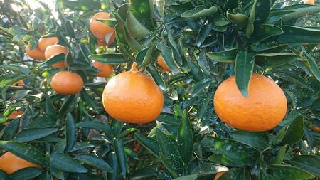 【先行受付】【数量限定】【贈答用】せとか（生果）3kg（2026年2月頃より順次発送） 【ふるさと納税 人気 おすすめ ランキング 柑橘 みかん ミカン せとか 蜜柑 果物 生果 フルーツ 家庭用 Y.ONE農園 愛媛県産 愛媛県 伊方町 送料無料】 IKTQ009