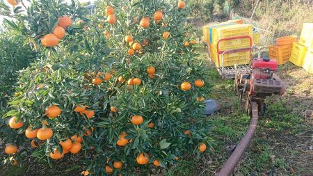 【先行受付】【数量限定】【贈答用】せとか（生果）3kg（2026年2月頃より順次発送） 【ふるさと納税 人気 おすすめ ランキング 柑橘 みかん ミカン せとか 蜜柑 果物 生果 フルーツ 家庭用 Y.ONE農園 愛媛県産 愛媛県 伊方町 送料無料】 IKTQ009