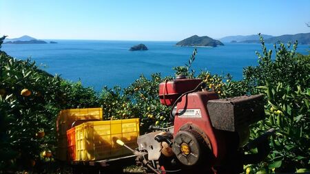 【先行受付】【数量限定】【贈答用】せとか（生果）3kg（2026年2月頃より順次発送） 【ふるさと納税 人気 おすすめ ランキング 柑橘 みかん ミカン せとか 蜜柑 果物 生果 フルーツ 家庭用 Y.ONE農園 愛媛県産 愛媛県 伊方町 送料無料】 IKTQ009