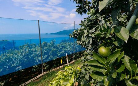 【先行予約】【数量限定】＼農園直送／愛媛県産せとか5kg×1箱（家庭用）（2026年2月下旬より順次発送） 【ふるさと納税 人気 おすすめ ランキング 柑橘 みかん ミカン 蜜柑 せとか 果物 フルーツ 柑橘の大トロ 家庭用 農園直送 産地直送 岡市農園 愛媛県産 愛媛県 伊方町 送料無料】 IKTV008