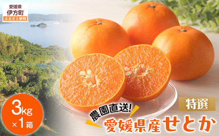 【先行予約】【数量限定】【特選】＼農園直送／愛媛県産せとか 約3kg ※離島への配送不可（2026年2月下旬より順次発送） 【ふるさと納税 人気 おすすめ ランキング 柑橘 みかん ミカン 蜜柑 せとか 果物 フルーツ 柑橘の大トロ 農園直送 産地直送 岡市農園 愛媛県産 愛媛県 伊方町 送料無料】 IKTV010