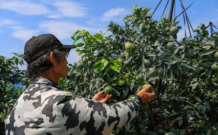 【先行予約】【数量限定】【特選】＼農園直送／愛媛県産せとか 約3kg ※離島への配送不可（2026年2月下旬より順次発送） 【ふるさと納税 人気 おすすめ ランキング 柑橘 みかん ミカン 蜜柑 せとか 果物 フルーツ 柑橘の大トロ 農園直送 産地直送 岡市農園 愛媛県産 愛媛県 伊方町 送料無料】 IKTV010