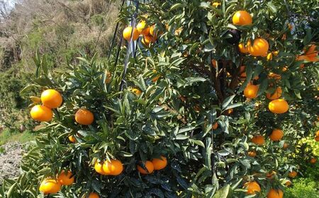 【先行予約】【数量限定】【特選】＼農園直送／愛媛県産せとか 約3kg ※離島への配送不可（2026年2月下旬より順次発送） 【ふるさと納税 人気 おすすめ ランキング 柑橘 みかん ミカン 蜜柑 せとか 果物 フルーツ 柑橘の大トロ 農園直送 産地直送 岡市農園 愛媛県産 愛媛県 伊方町 送料無料】 IKTV010