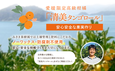 【先行予約】【訳あり】清見タンゴール 10kg(M~3L)※離島への配送不可 (2026年3月上旬頃より順次発送) IKTAR014