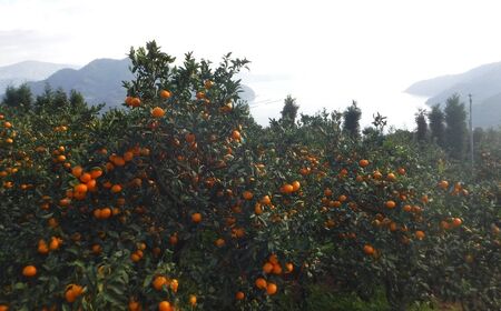 JAにしうわ みつる共選 「蜜る」2.5kg(2S~2L)※離島への配送不可(2025年11月中旬より順次発送予定) 【 柑橘 ミカン みかん 蜜る 生果 】 IKTBC003