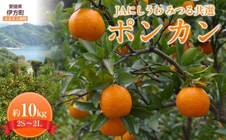【先行予約】【数量限定】JAにしうわ みつる共選 ポンカン約10kg（2S～2L）※離島への配送不可（2026年1月中旬より順次発送予定） 【 ぽんかん ポンカン みかん ミカン 果物 】 IKTBC005