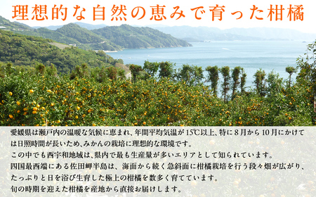 【先行予約】【数量限定】JAにしうわ みつる共選 伊予柑 約10kg ※離島への配送不可（2026年1月上旬より順次発送予定） 【 みかん ミカン 伊予柑 いよかん 果物 】 IKTBC007