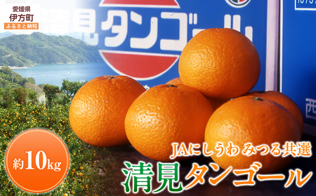 【先行予約】【数量限定】JAにしうわ みつる共選 清見タンゴール 約10kg ※離島への配送不可（2026年3月上旬より順次発送予定） 【 みかん ミカン 清見 清見タンゴール 果物 】 IKTBC009