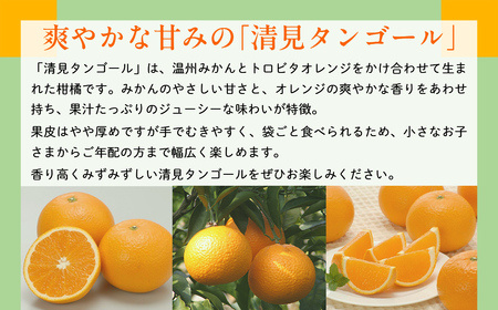 【先行予約】【数量限定】JAにしうわ みつる共選 清見タンゴール 約10kg ※離島への配送不可（2026年3月上旬より順次発送予定） 【 みかん ミカン 清見 清見タンゴール 果物 】 IKTBC009