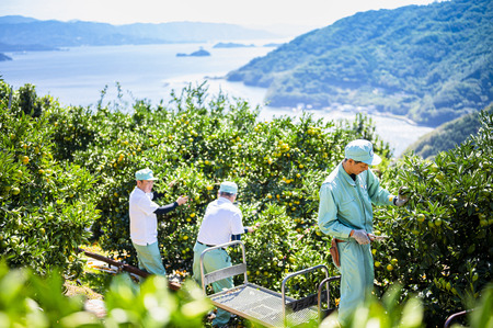 【愛媛県伊方町産】太陽の恵み！甘くてジューシーなみかん 媛の輝き 3kg（2025年11月下旬頃より順次発送） IKTE005
