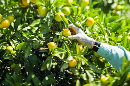 【愛媛県伊方町産】太陽の恵み!甘くてジューシーなみかん 媛の輝き 6kg(2025年11月下旬頃より順次発送) 【ふるさと納税 人気 おすすめ ランキング みかん ミカン 柑橘 媛の輝き 温州みかん 果物 フルーツ 伊方サービス 愛媛県産 愛媛県 伊方町 送料無料】 IKTE006