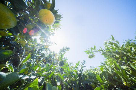 【愛媛県伊方町産】太陽の恵み!甘くてジューシーなみかん 媛の輝き 6kg(2025年11月下旬頃より順次発送) 【ふるさと納税 人気 おすすめ ランキング みかん ミカン 柑橘 媛の輝き 温州みかん 果物 フルーツ 伊方サービス 愛媛県産 愛媛県 伊方町 送料無料】 IKTE006