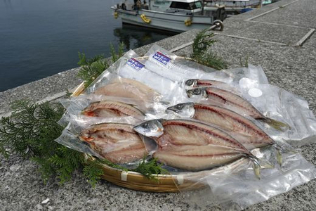 【一本釣り 匠の漁】佐田岬 玉手箱セット 5種×各2枚（計10枚） 【あじ アジ さば サバ いさき ふぐ 太刀魚 たちうお 一夜干し 】 IKTJ006