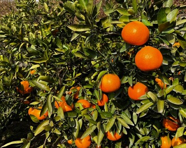 【先行予約】【訳あり】伊予柑 約10kg | 柑橘 みかん 果物 フルーツ 愛媛県産 農家直送 ※離島への配送不可 ※2026年1月中旬から順次発送予定 IKTAU002