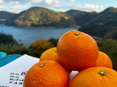 【先行予約】【訳あり】伊予柑 約10kg | 柑橘 みかん 果物 フルーツ 愛媛県産 農家直送 ※離島への配送不可 ※2026年1月中旬から順次発送予定 IKTAU002