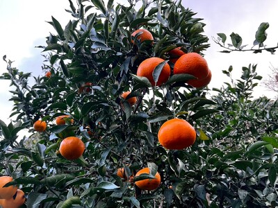 【先行予約】【訳あり】はるみ 約10kg | 柑橘 みかん 果物 フルーツ 愛媛県産 農家直送 ※離島への配送不可 ※2026年2月上旬より順次発送予定 IKTAU005