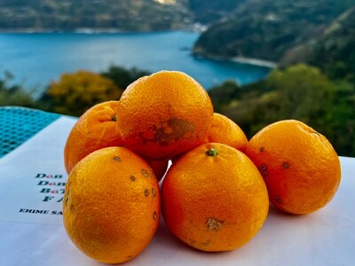 【先行予約】【訳あり】はるみ 約10kg | 柑橘 みかん 果物 フルーツ 愛媛県産 農家直送 ※離島への配送不可 ※2026年2月上旬より順次発送予定 IKTAU005