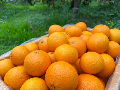 【先行予約】【訳あり】せとか 約5kg | 柑橘 みかん 果物 フルーツ 愛媛県産 農家直送 　※離島への配送不可　※2026年3月上旬より順次発送予定  IKTAU007