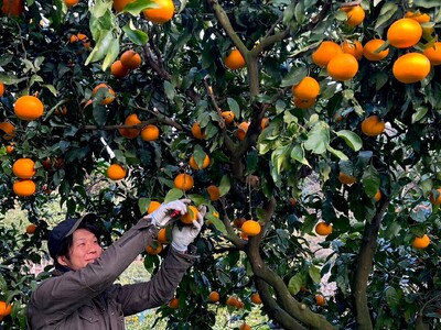 【先行予約】【家庭用】清見オレンジ 約5kg | 柑橘 みかん 果物 フルーツ 愛媛県産 農家直送　※離島への配送不可　※2026年3月中旬より順次発送予定 IKTAU010