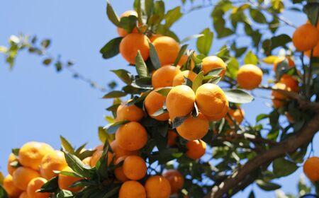 【先行予約】【家庭用】清見オレンジ計5kg ※離島への配送不可(2026年3月上旬頃より順次発送予定) IKTAC007