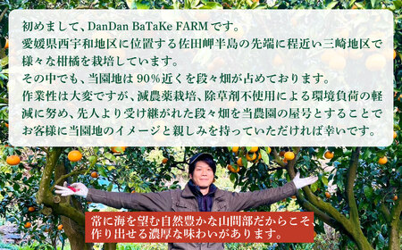 【訳あり】清見オレンジ 約5kg 柑橘 オレンジ 果物 フルーツ 愛媛県産 農家直送 IKTAU015