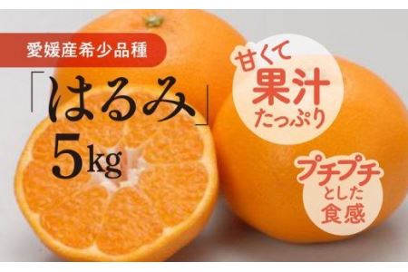 はるみ（生果5kg）≪みかん 柑橘 愛媛県産 フルーツ 果物≫ ※離島への