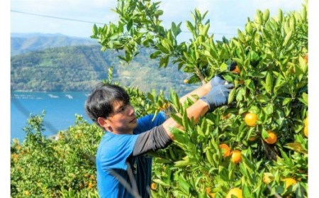 【先行予約受付中】産地直送！愛媛県産温州みかん 7kg　※2024年11月上旬～12月下旬頃に順次発送予定≪柑橘 みかん ギフト≫